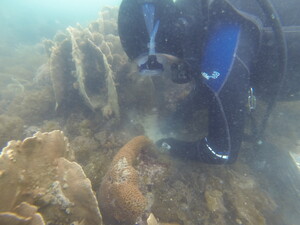 Dr Mcilroy collecting sediment samples at Tung Pinch Chau